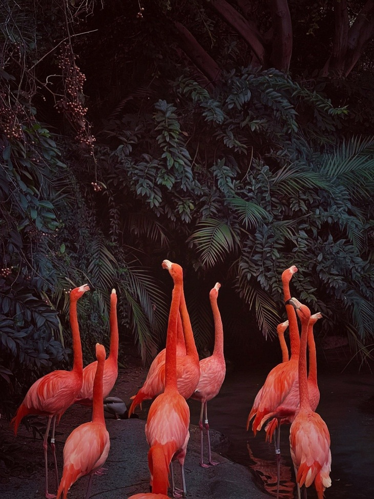 iPhone Photography Awards 2023, flamingo