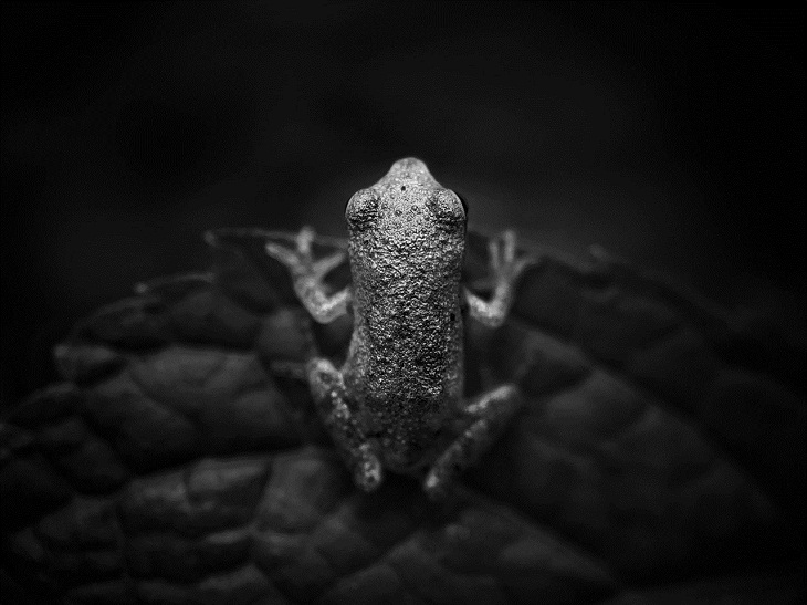 iPhone Photography Awards 2023, frog
