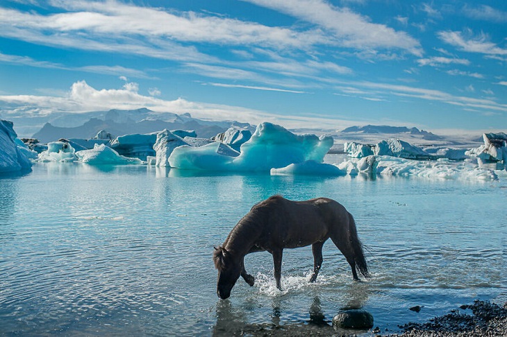  Graceful Horses, Glacier Lagoon