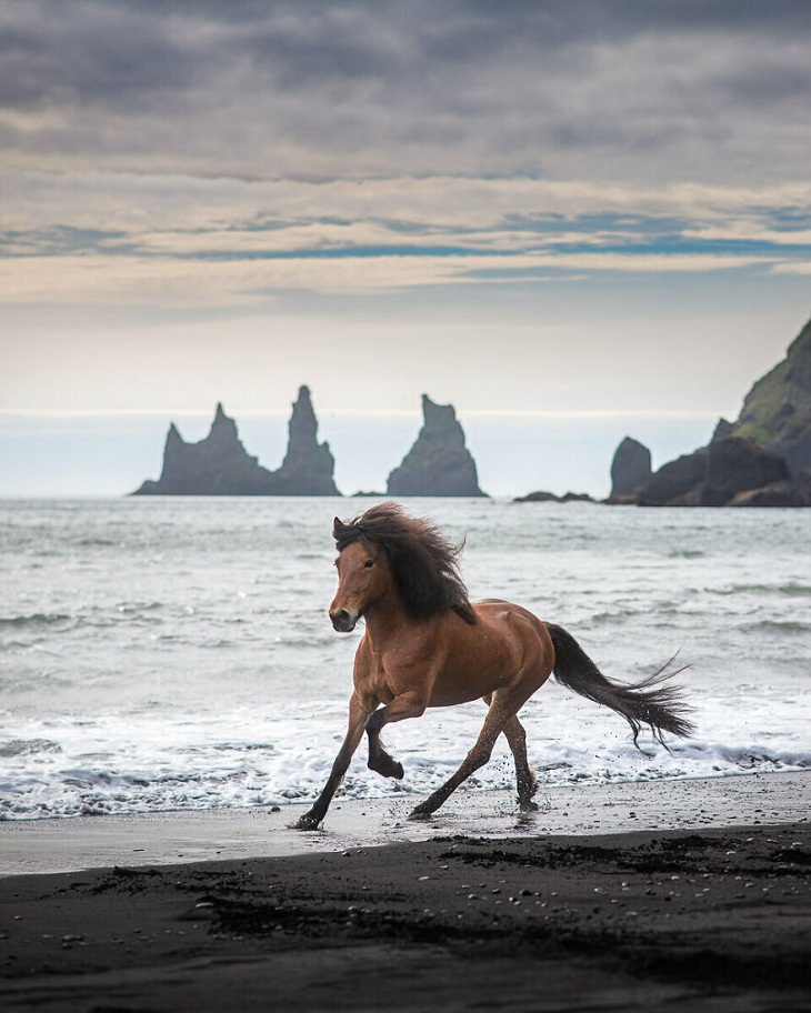  Graceful Horses, Beach 