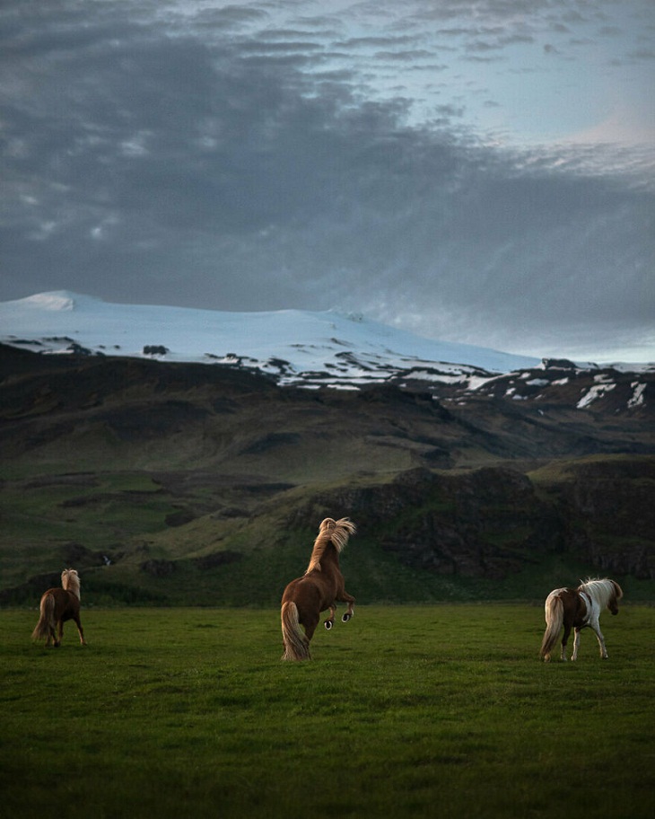  Graceful Horses,  Icelandic Landscape 