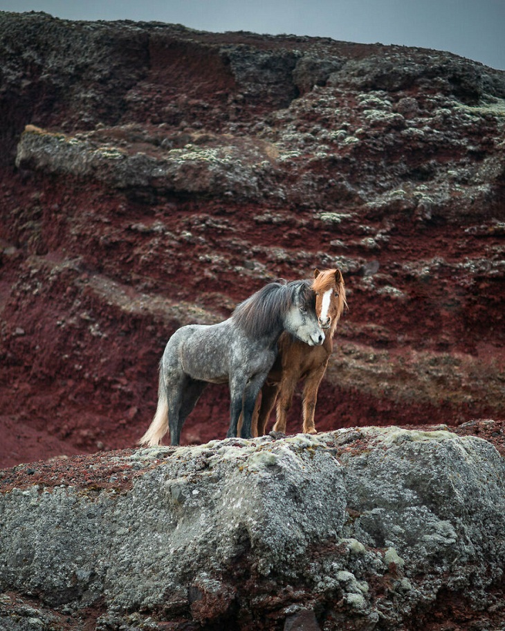 Graceful Horses, Red Hills