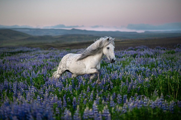  Graceful Horses, Lupines