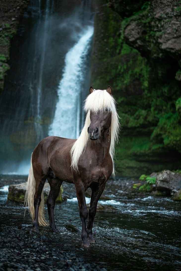  Graceful Horses, 