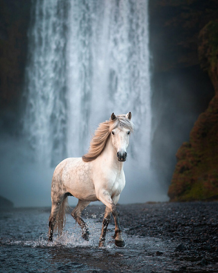  Graceful Horses, Waterfall