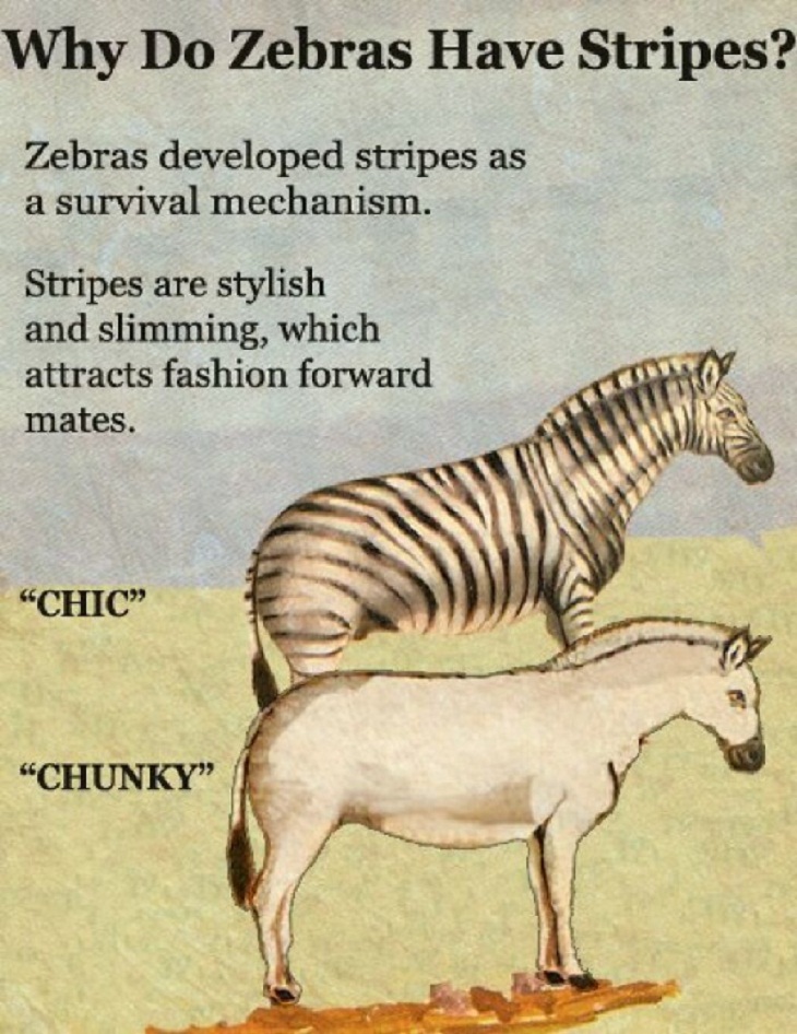  Funny ‘Science Facts', zebra