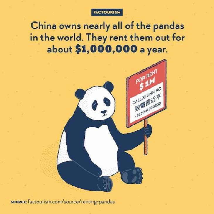 Illustrated Facts, pandas