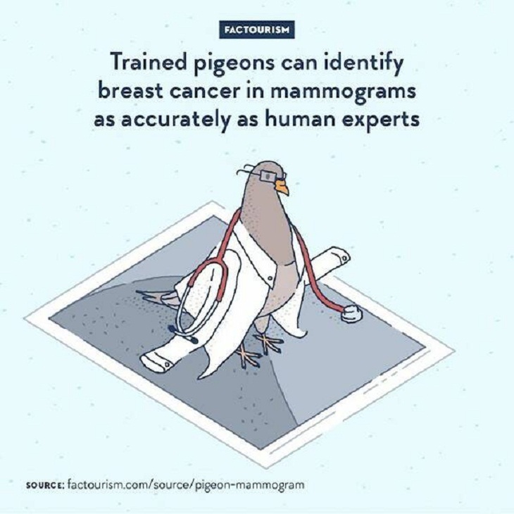 Illustrated Facts, pigeons