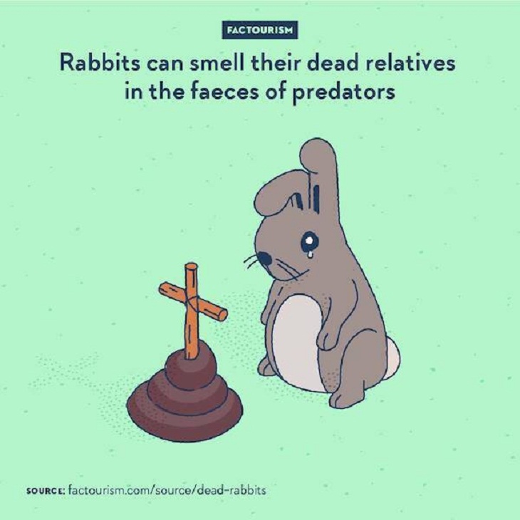 Illustrated Facts, rabbits