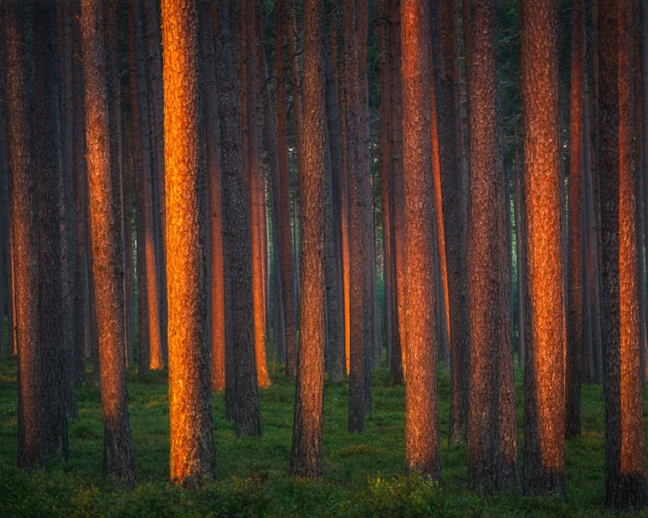  Finland's Untamed Wilderness, Morning Light