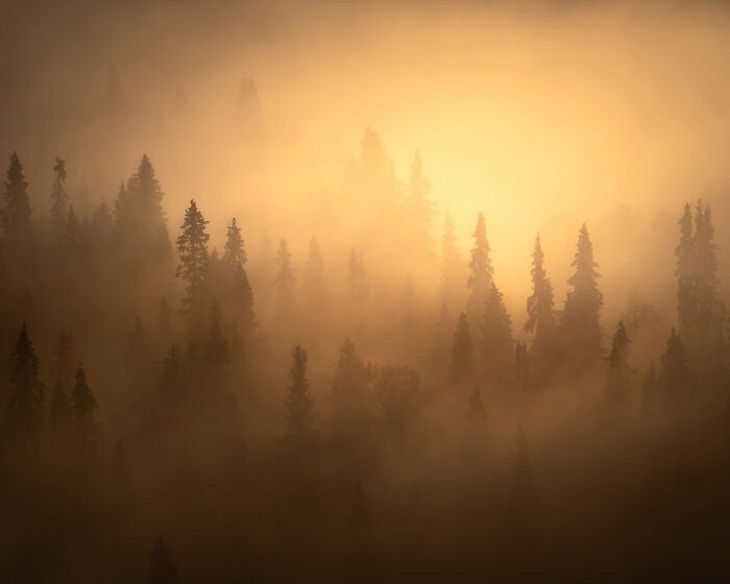  Finland's Untamed Wilderness, Foggy Morning