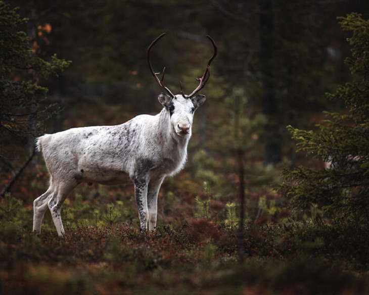  Finland's Untamed Wilderness, reindeer