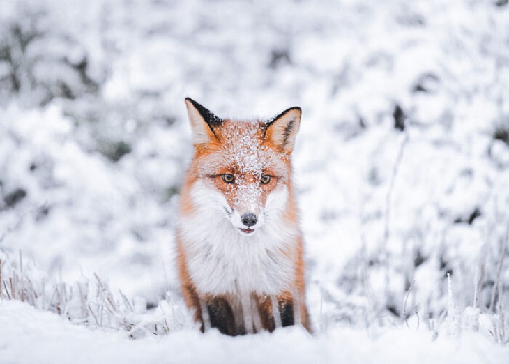  Finland's Untamed Wilderness, fox