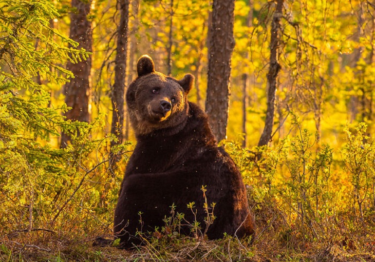  Finland's Untamed Wilderness, Bear