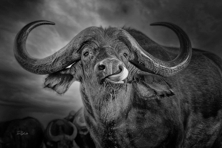 African Wild Animals, The African Buffalo