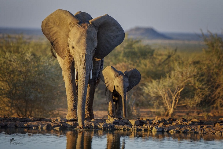 African Wild Animals, Elephant