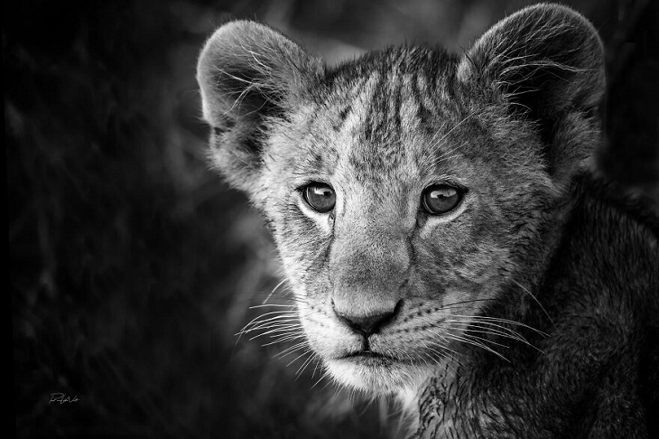 African Wild Animals, cub