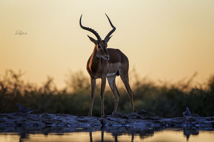 African Wild Animals, Impala