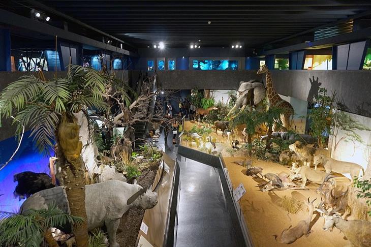 Musée d'histoire naturelle - The Museum of Natural History