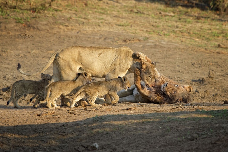 African Wild Animals, family of lions