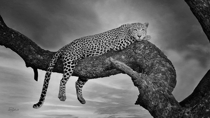 African Wild Animals, Leopard