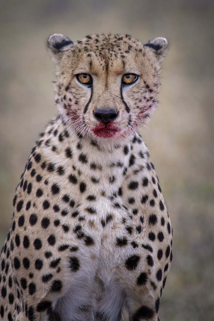 African Wild Animals, Cheetah