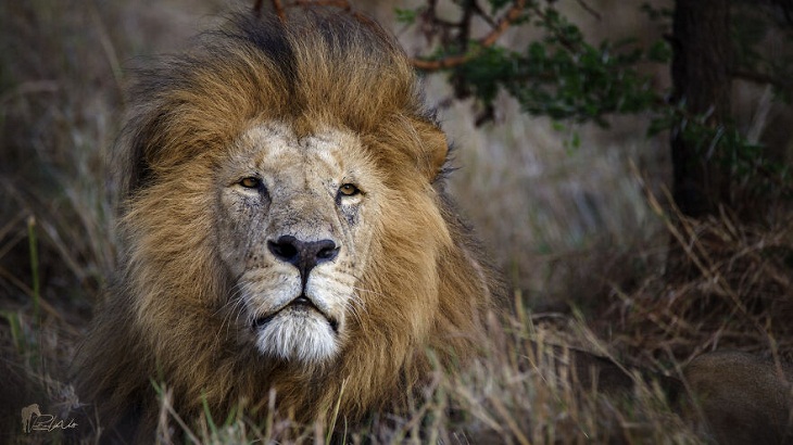 African Wild Animals, LION