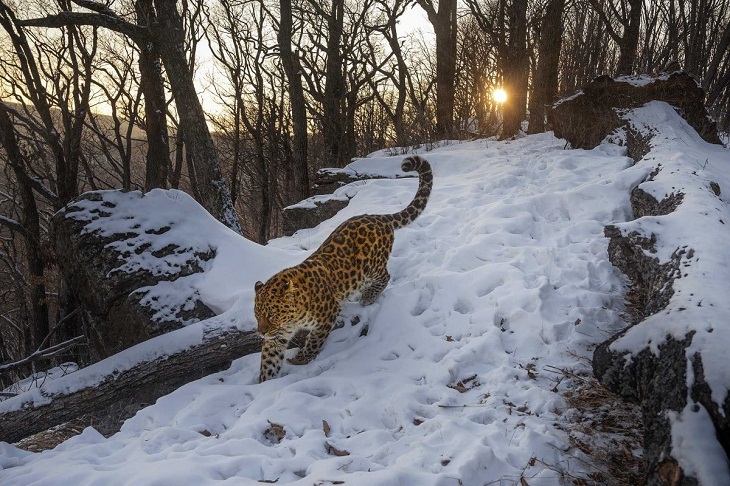 Nature inFocus Photography Awards, Amur leopard