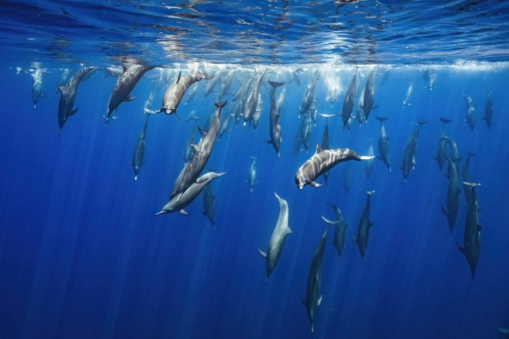 Nature inFocus Photography Awards, dolphins