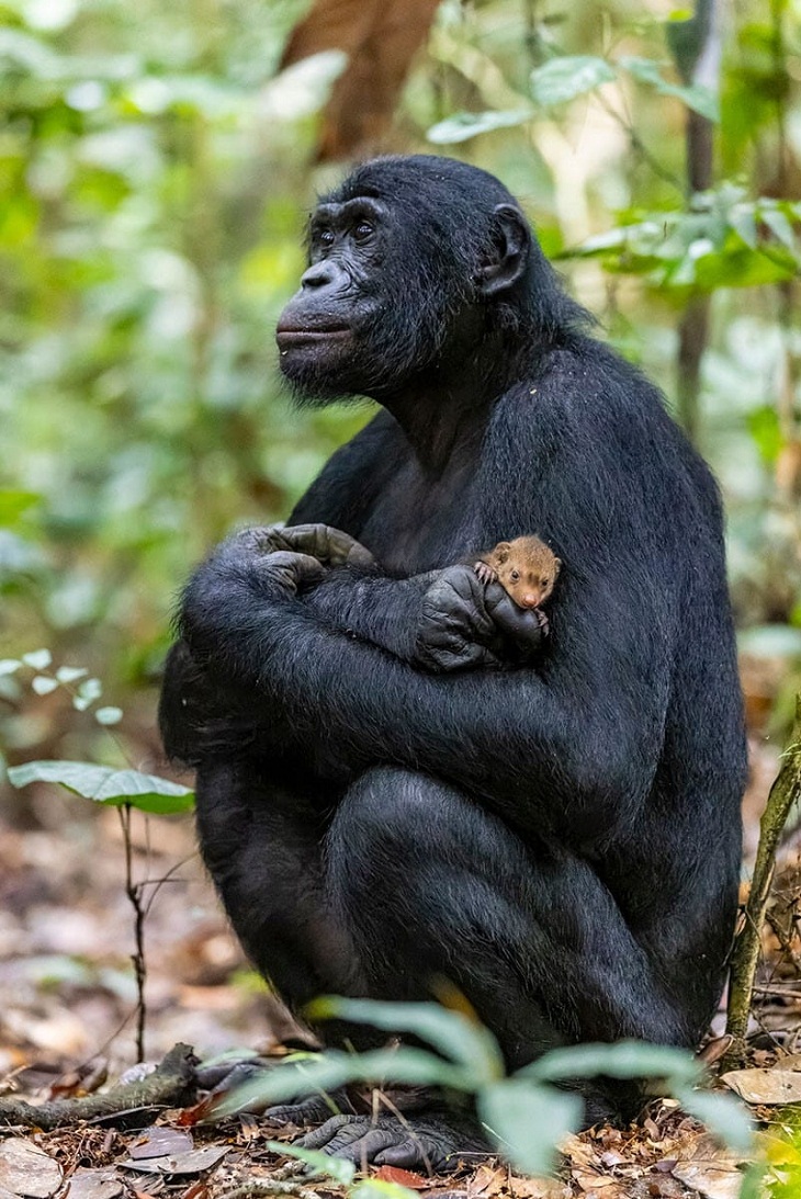 Nature inFocus Photography Awards, Bonobo