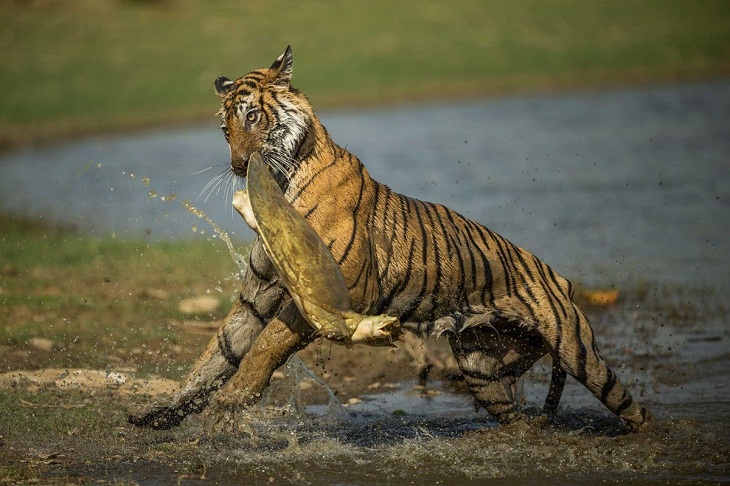 Nature inFocus Photography Awards, tiger