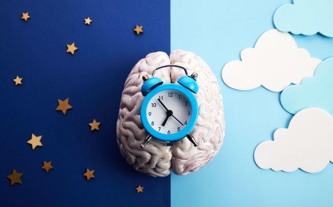 Are you a predictable person: a clock on the brain and a screen divided into night and day