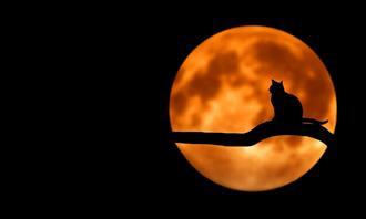 Supersensory perception test: a cat on a moon background
