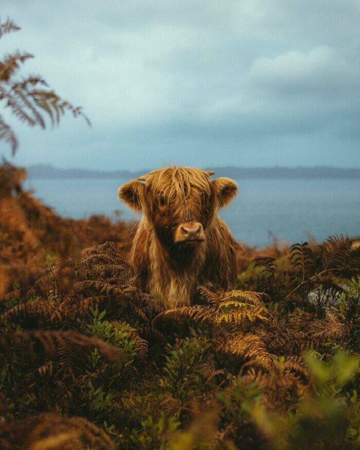 Beautiful Nature Photos, Highland calf