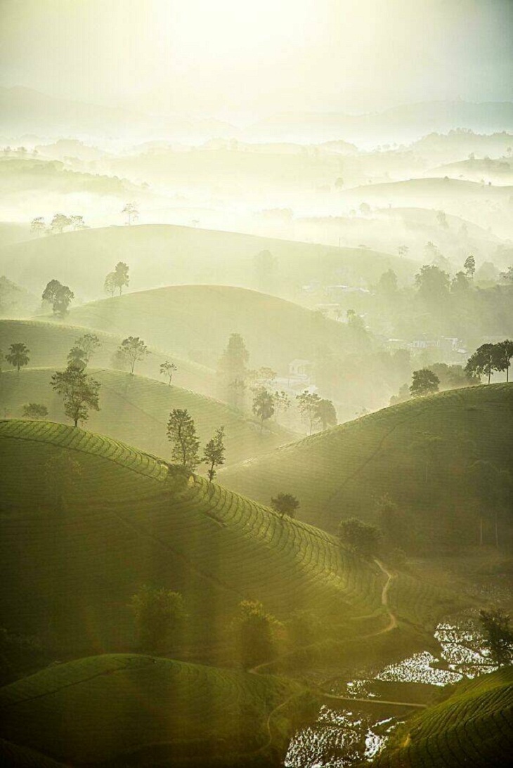 Beautiful Nature Photos,  foggy tea hill