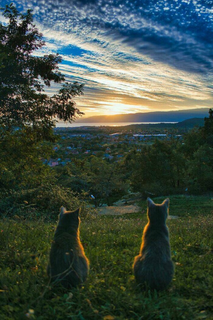 Gatos observando o pôr do sol