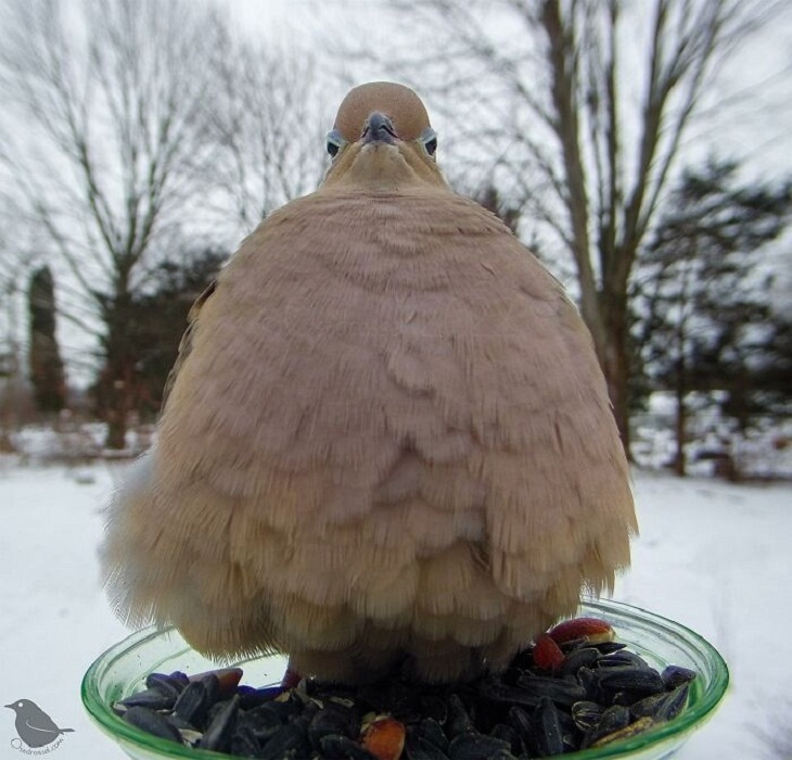 Bird Feeder Camera, pigeon