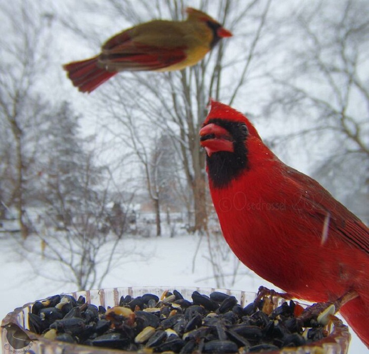 Bird Feeder Camera, Cardinal 