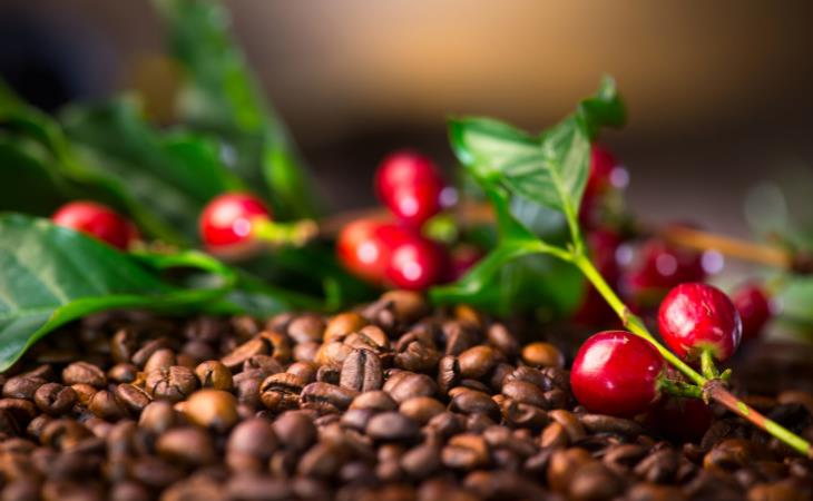 Wonderfully Weird Facts, coffee plant