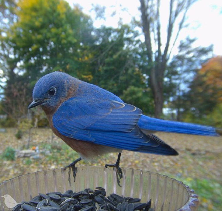 Bird Feeder Camera, Bluebirds