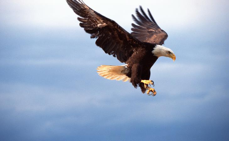 Wonderfully Weird Facts, Bald eagles
