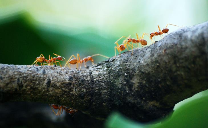 Wonderfully Weird Facts, ants 
