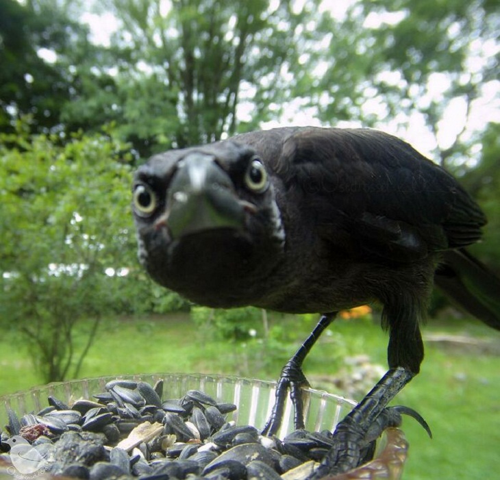 Bird Feeder Camera, crow