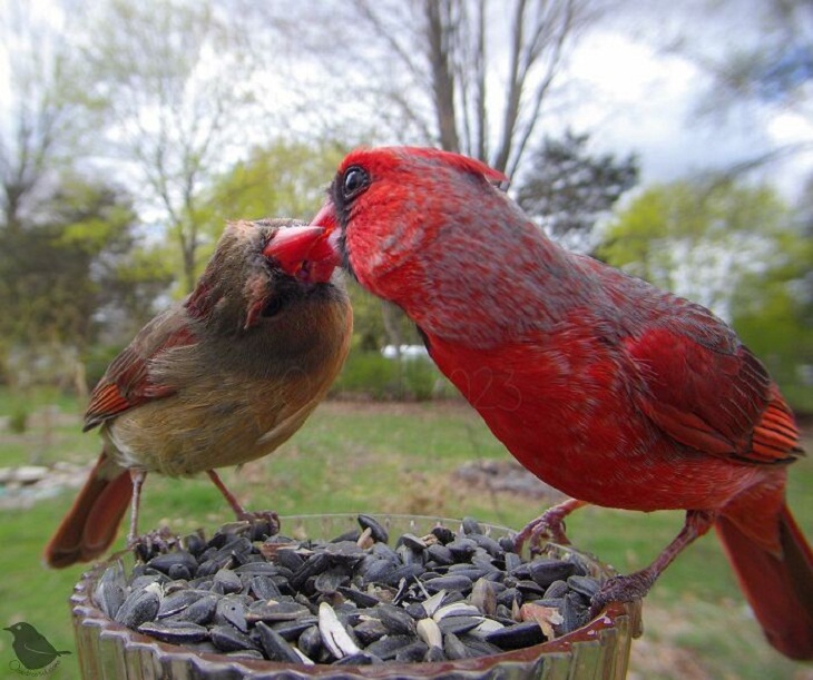 Bird Feeder Camera, Cardinal 