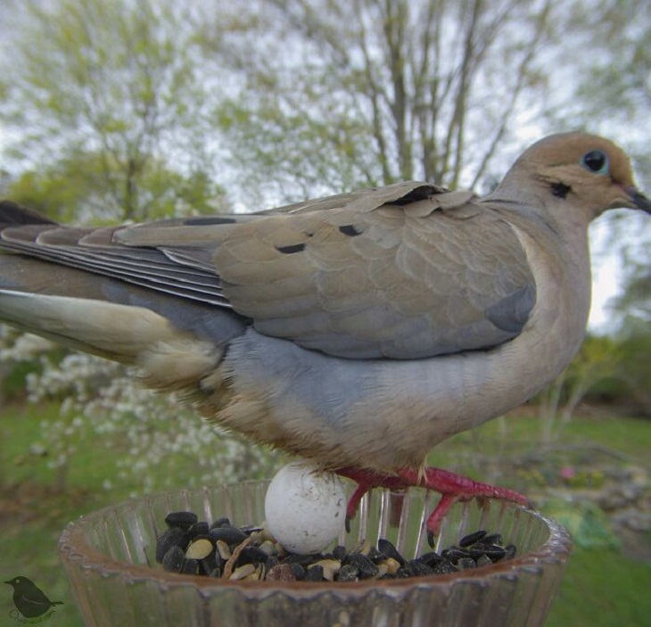 Bird Feeder Camera, Mourning Dove 