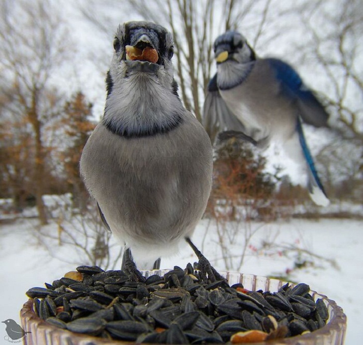 Bird Feeder Camera, Blue Jay