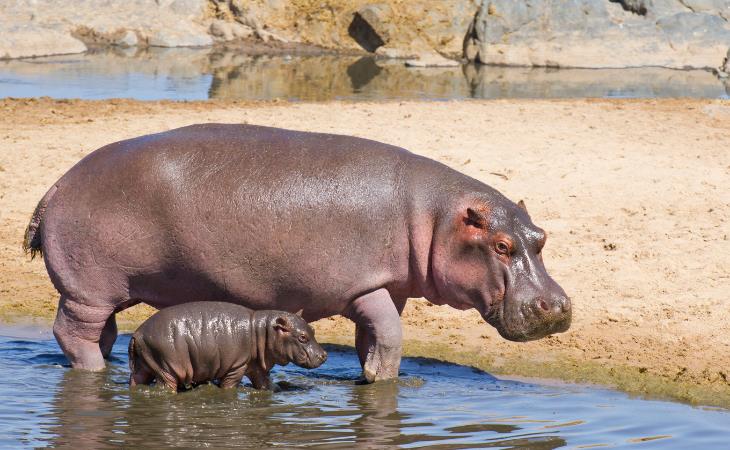 Wonderfully Weird Facts, Hippo milk