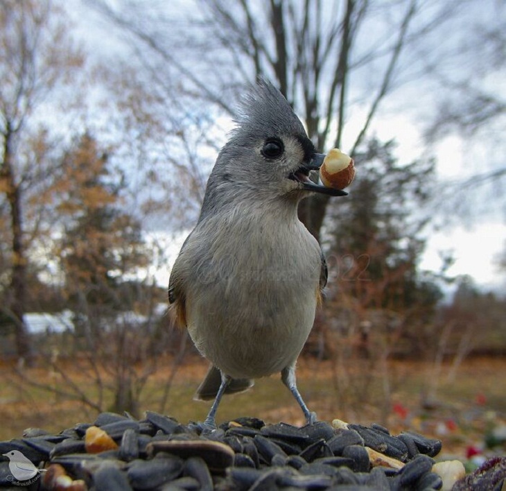 Bird Feeder Camera, Tufted Titmouse!