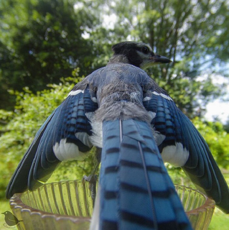 Bird Feeder Camera, Blue Jay