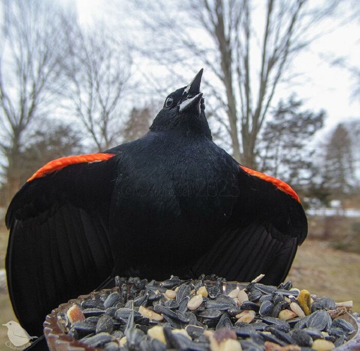 Bird Feeder Camera, Red winged black bird